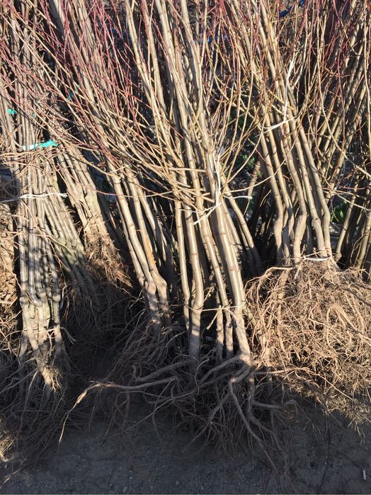 Pomi Fructiferi Certificați