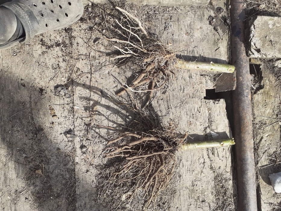 Paulownia radacini lemnoase