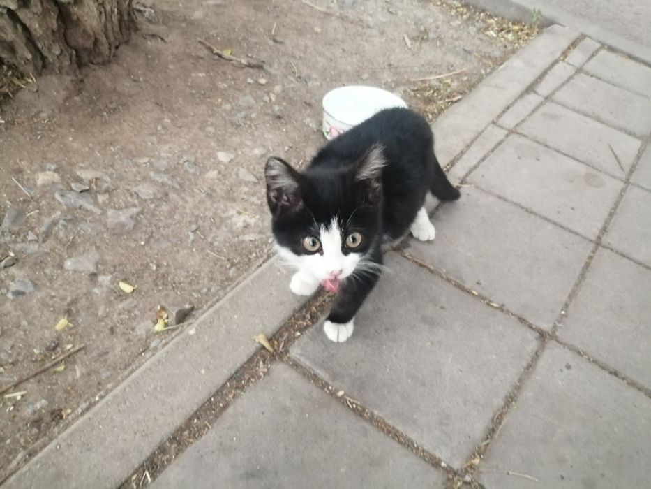 Дарю милого котенка