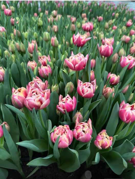 Тюльпаны оптом и в розницу