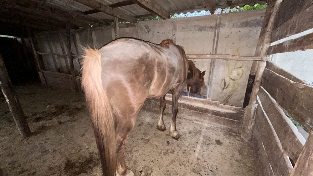 Лошадь / жылқы |  Айғыр 4 жасар аткорм