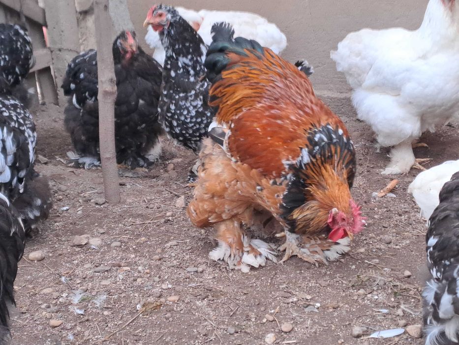 Vând găini și cocoși cochinchina