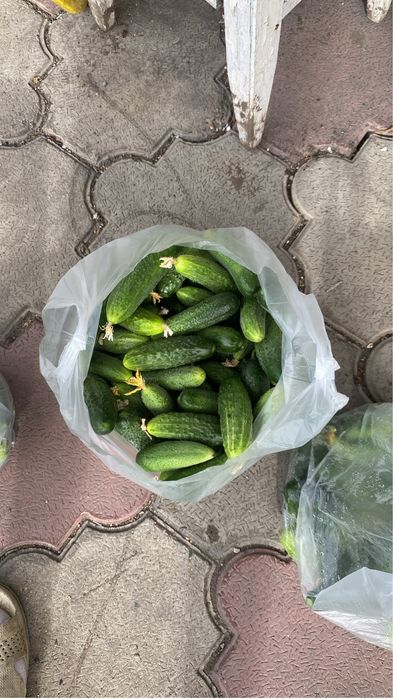 Огурцы доя засолки
