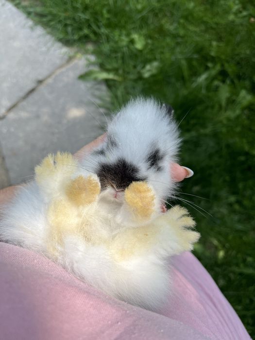 Iepurasi cu cap de leu