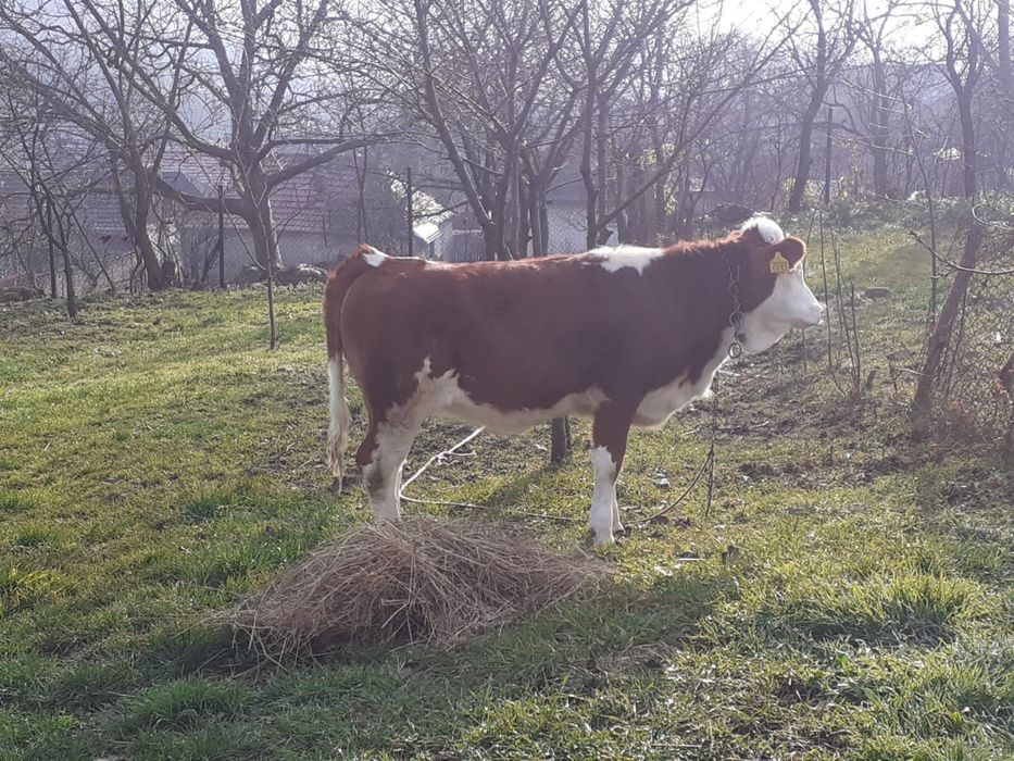 vand vitaua baltata romaneasca