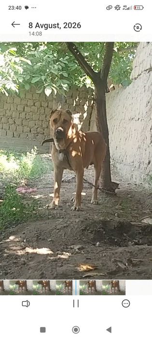 Assalomu alaykum alabay sotuvda