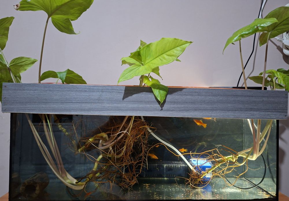 Аквариум с меченосцами