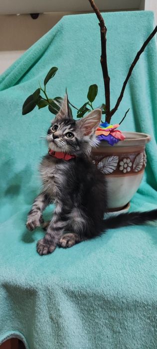 Котята породы Мейн-кун