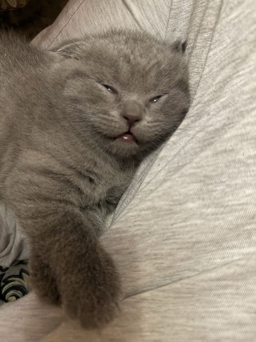 Scottish Fold mushuk bolalari sotiladi