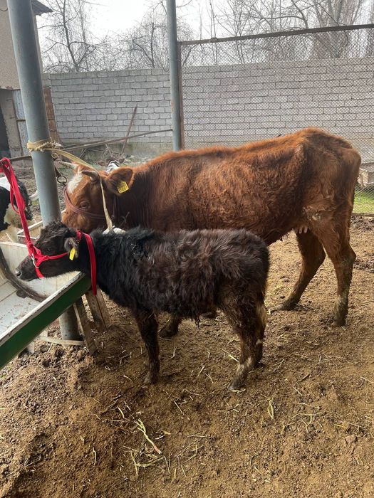 Она бола сигир 1-корин