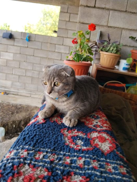 Кошка веслоухая Мурка серая