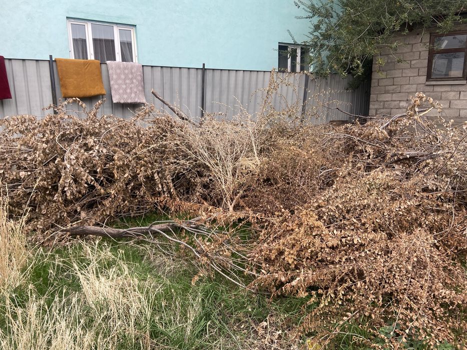 Бесплатно дрова карагач