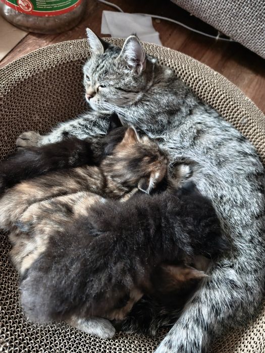 Кот любящим хозяевам