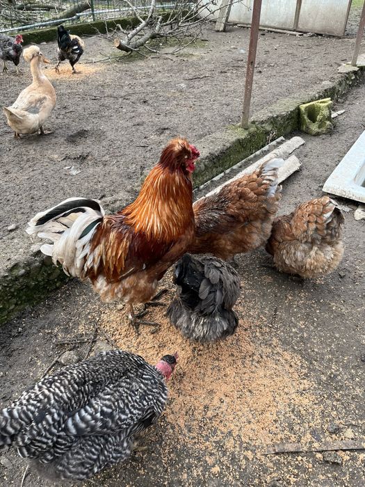 Oua incubat gaini moțate