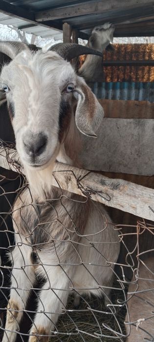 Ешкі сатылады.Алпиньский