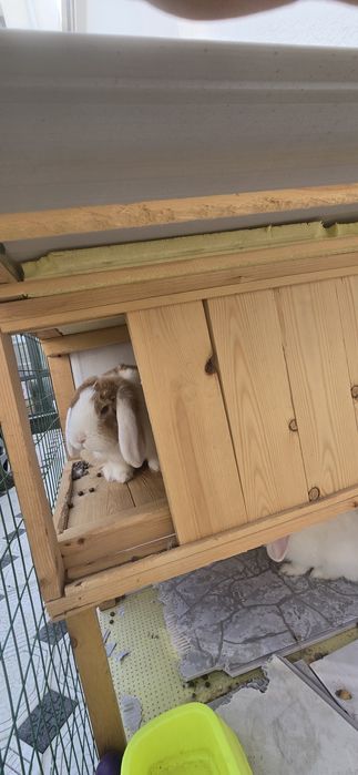 Assalomu aleykum. Quyon karlik sotiladi. 250000 dan