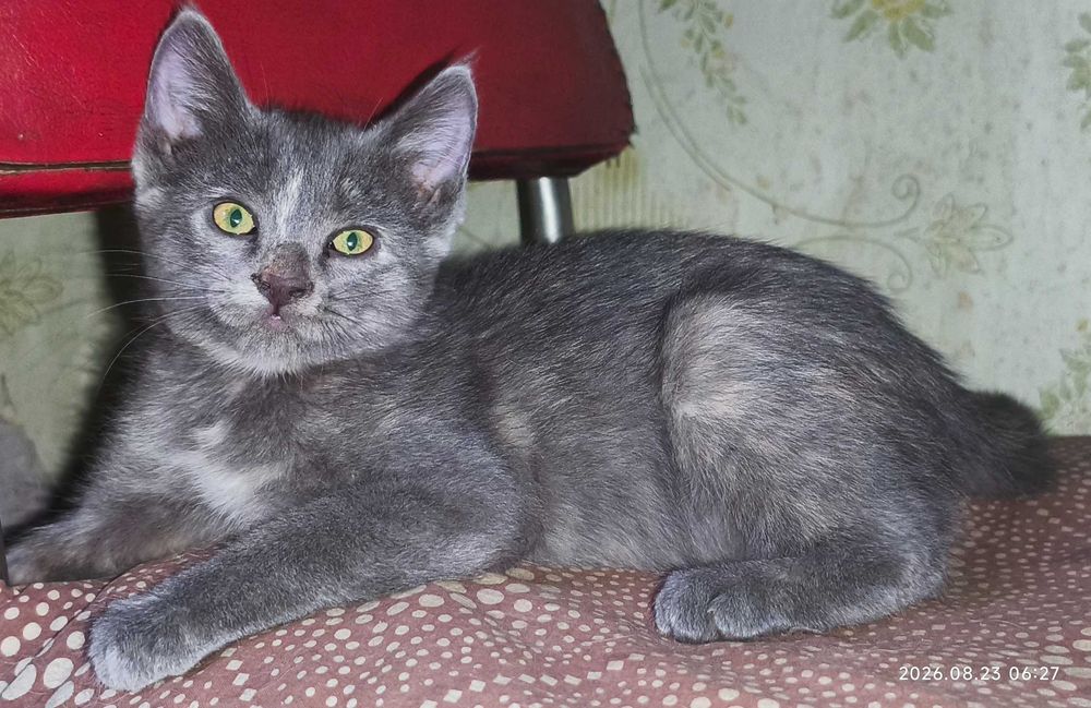 Отдам котят в добрые руки