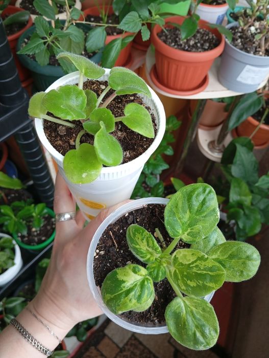 Продам комнатные растения