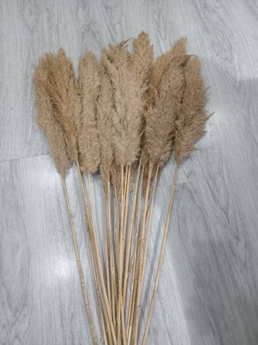 Перья павлина и сухоцвет камыша