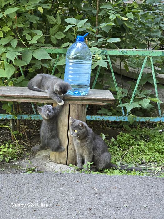 Дарю 1,5 месячных котят