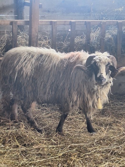 Vand patru oi,o mieluta si un berbec