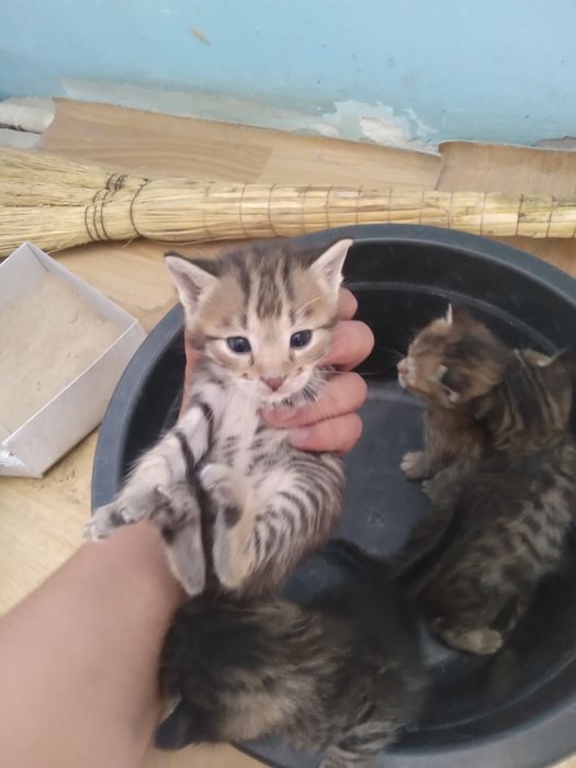 Отдам хорошие руки