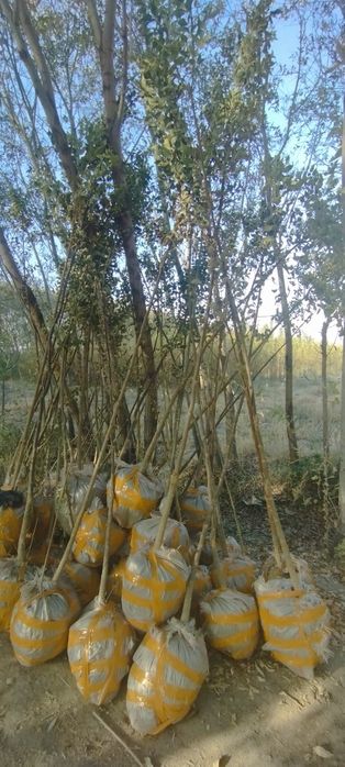 Yasin koʻchati. Ясин.  шумтол кучат