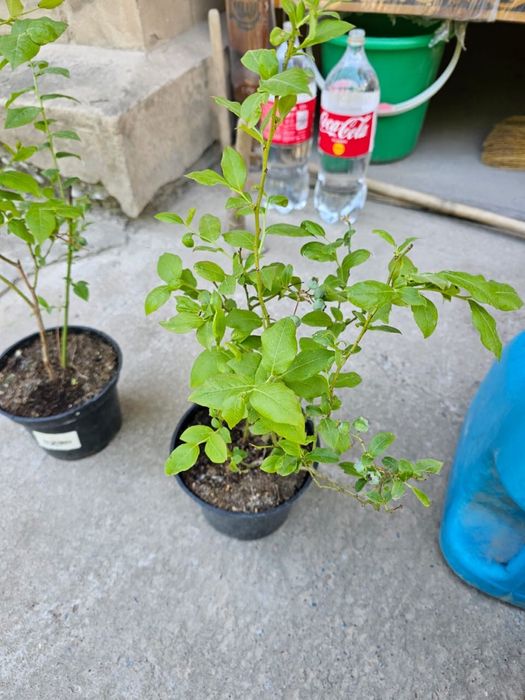 Голубика Саженцы