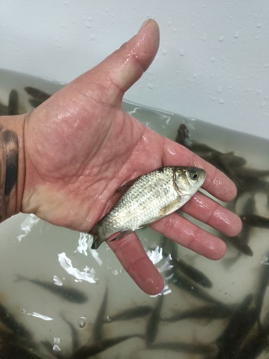 Продам живца карисик,плотва,пескарь