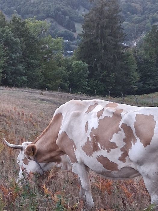 Vaca de vânzare,bună de lapte! Mai multe detalii în privat!