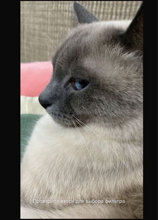 Кошка 5 0000 тг.