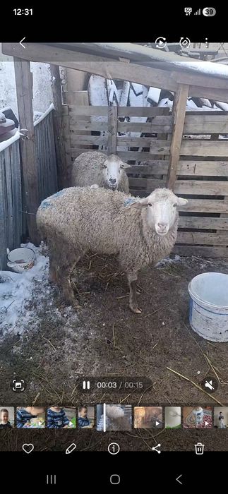 Бараны срочно,матки котные