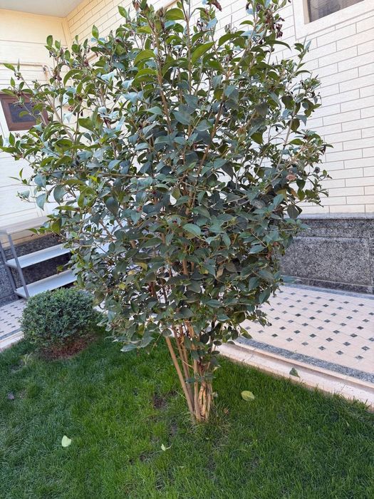 Фразера (Photinia fraseri