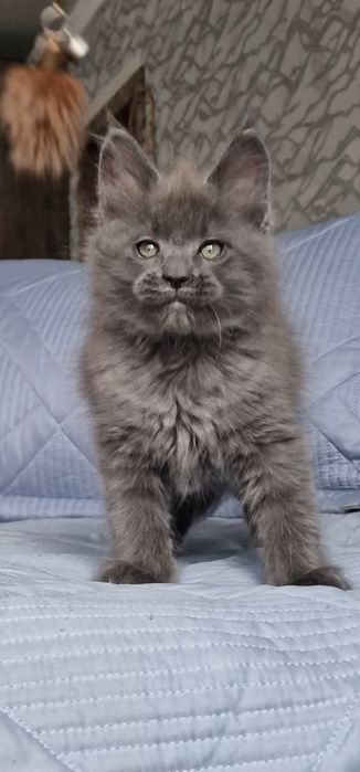 Котёнок мейн-кун