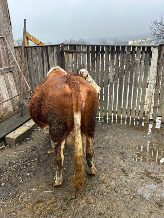 Vand vaca gestanta 9 luni