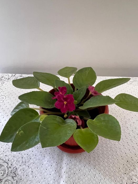 Фиалка цвета бордо