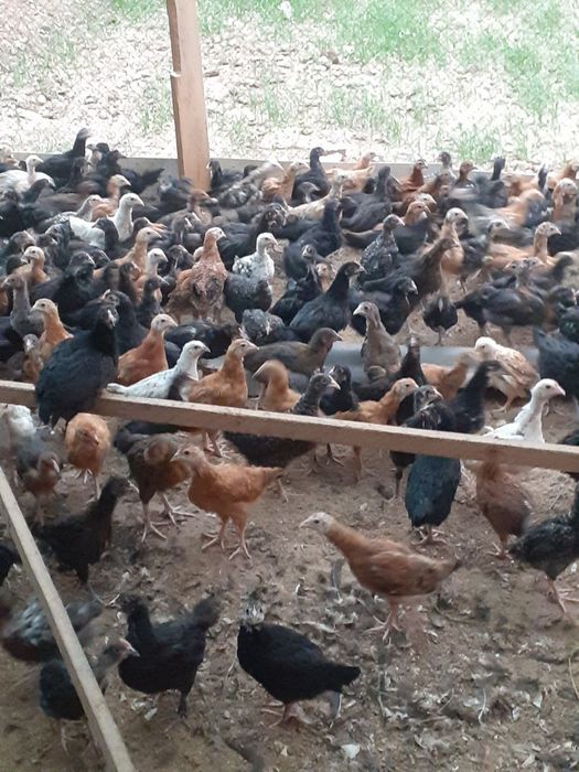 Жужалар сотилади