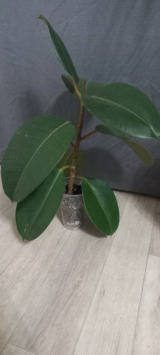 Комнатный цветок