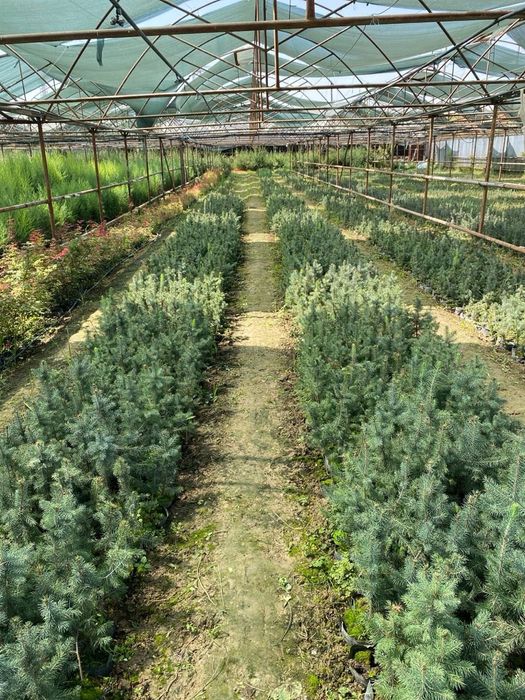 Голубой ель Goluboy yel Amerika Usa optom