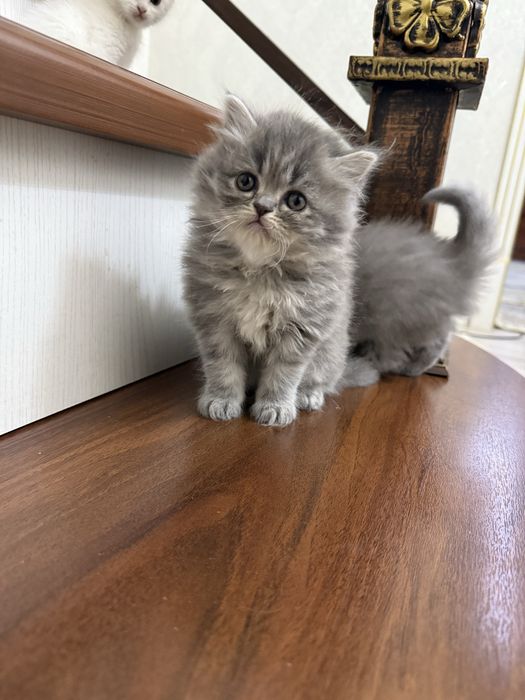 Мушуклар сотилади зотдор овкат йиди лоток билади