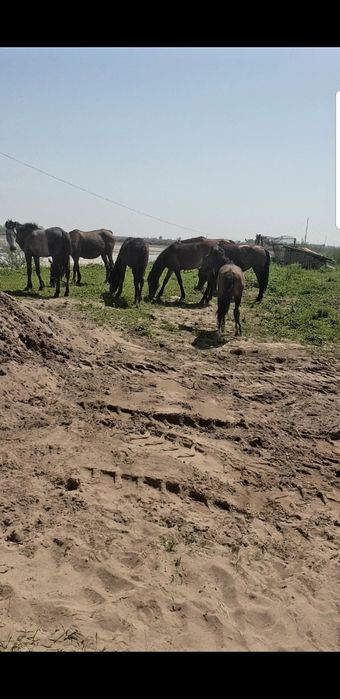 Yer baliq kol (prud)