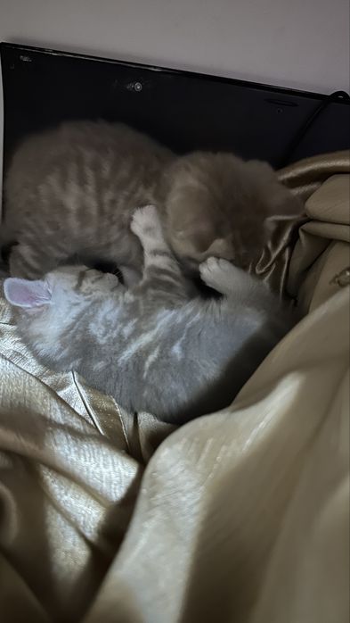 Котята шотландцы 30 марта др