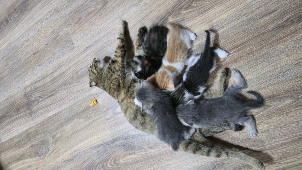 отдам котят в добрые руки