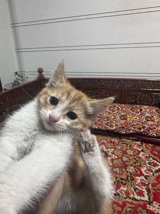 Mushuk bolalari yaxshi mehribon ma'suliyatli insonlarga beriladi