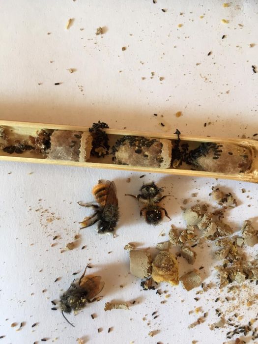 Продам запечатанные бревна пчелы  "ОСМИЯ"