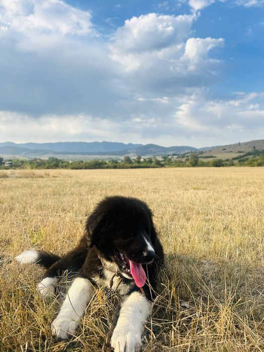 Продавам бълграско овчарско куче на 7 месеца