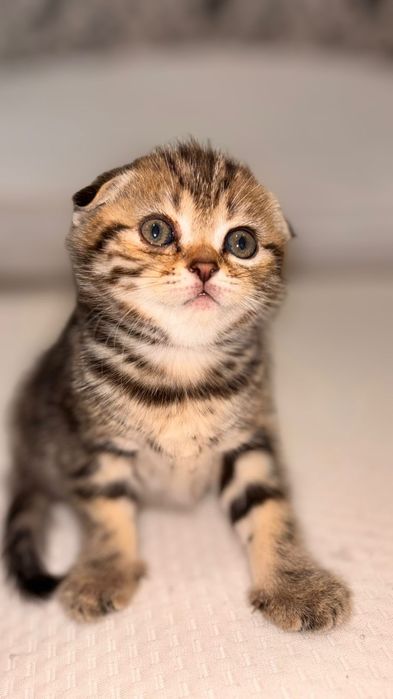Девочка скоттиш фолд