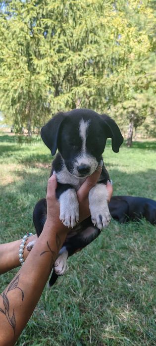 Отдам щенят в добрые руки