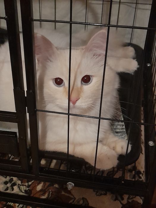 Котик потеряшка нашли