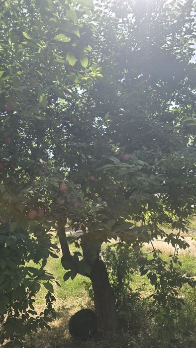 Olhuri sotiladi narx kelishtiriladi